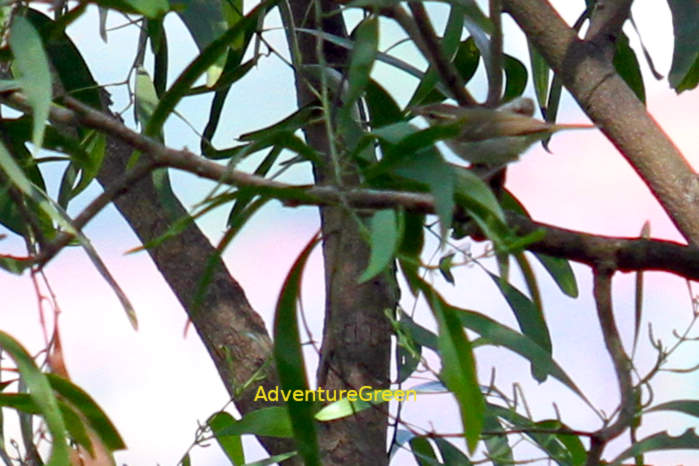 Pale-Legged Leaf Warbler in Vietnam