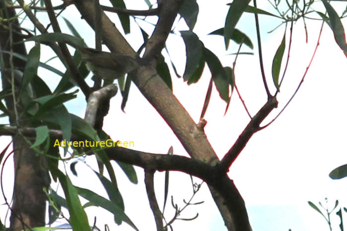 Pale-legged leaf warbler in Vietnam