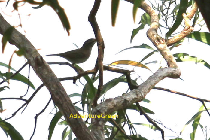 Pale-legged leaf warbler in Vietnam