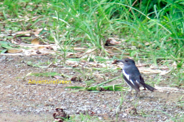 Oriental Magpie-Robin in Vietnam