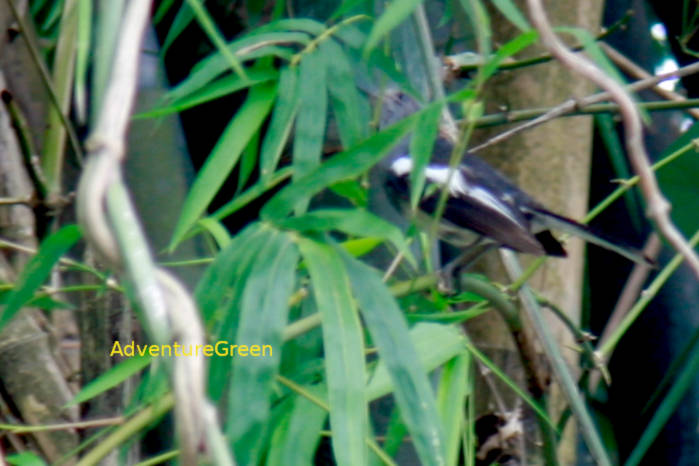 Oriental magpie-robin in Vietnam: female