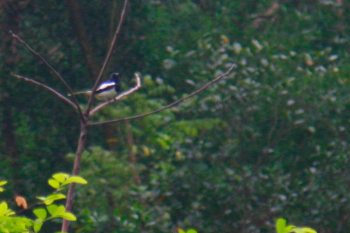 Oriental magpie-robin in Vietnam: male