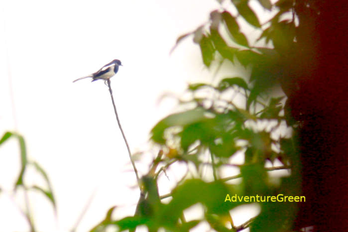 Oriental Magpie-Robin