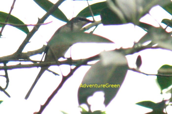 A female ashy minivet in Vietnam