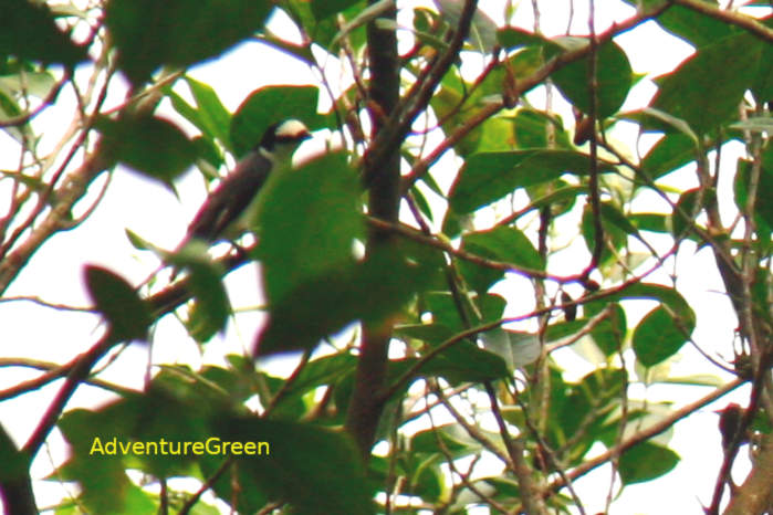 Ashy minivet in Vietnam in April 2026