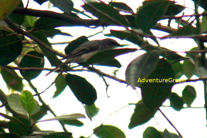 A female ashy minivet in Vietnam