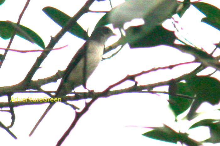 A female ashy minivet in Vietnam