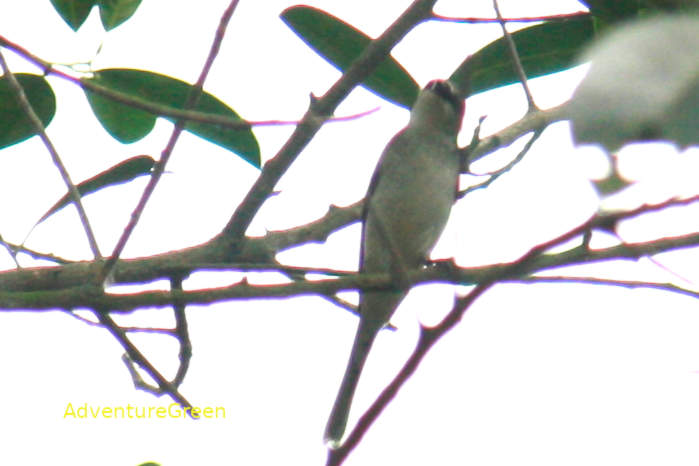 A female ashy minivet in Vietnam