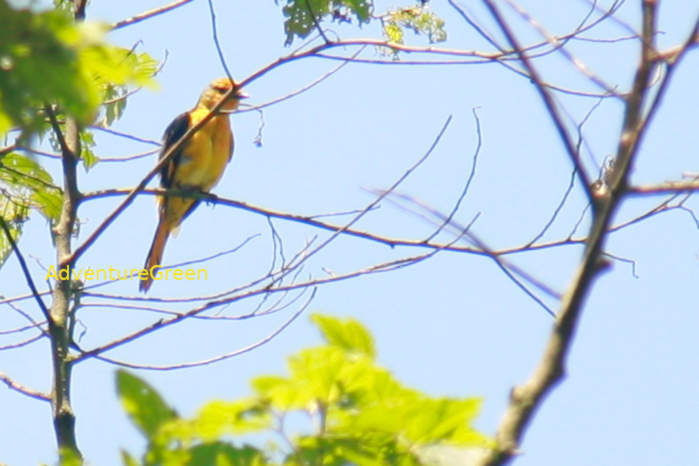 Long-tailed minivet in Vietnam