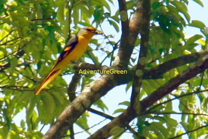 Long-tailed minivet in Vietnam