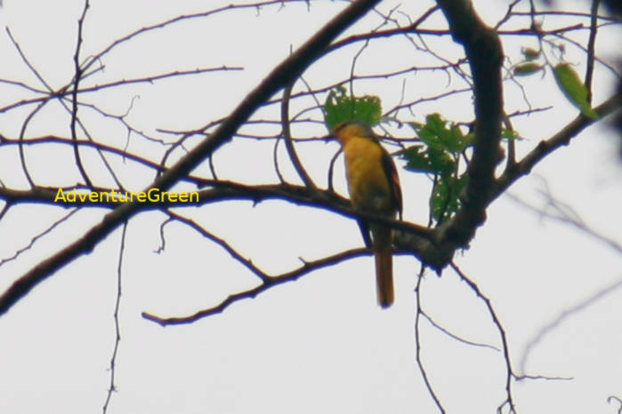 Campephagidae in Vietnam