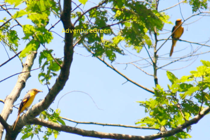 Long-Tailed Minivet in Vietnam