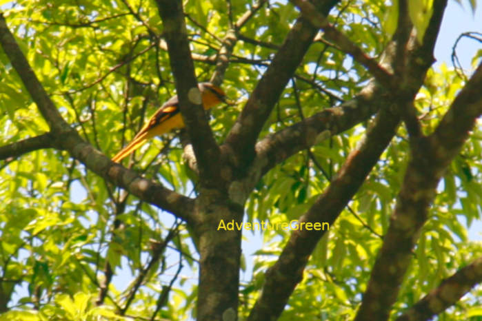Rosy minivet in Vietnam in May 2026