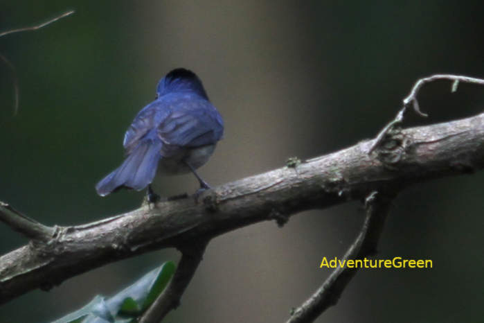 Female Black-naped monarch in Vietnam