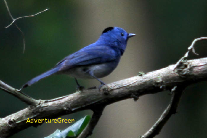 Female Black-naped monarch in Vietnam