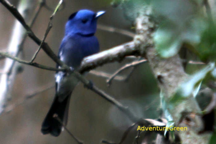 Female Black-naped monarch in Vietnam