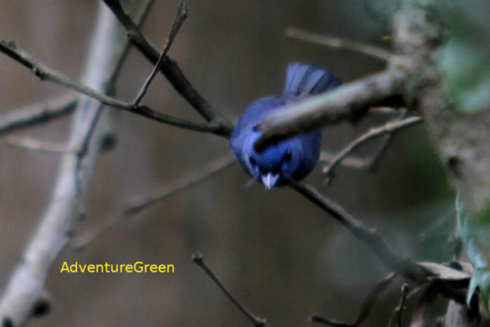 Female Black-naped monarch in Vietnam