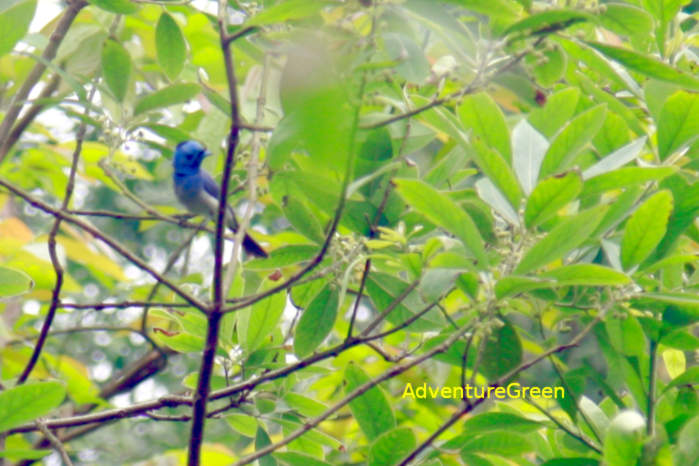 Black-naped monarch in Vietnam