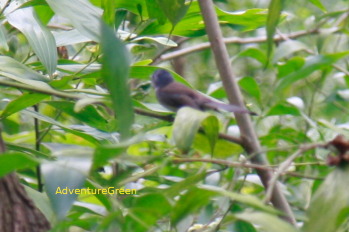 Female Black-naped monarch in Vietnam