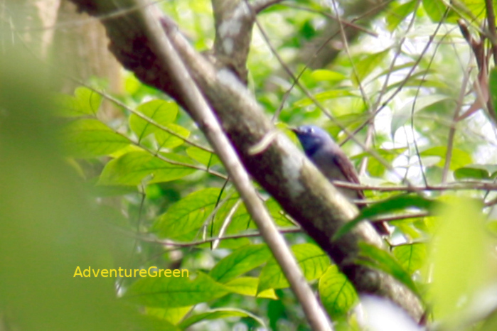 Female Black-naped monarch in Vietnam
