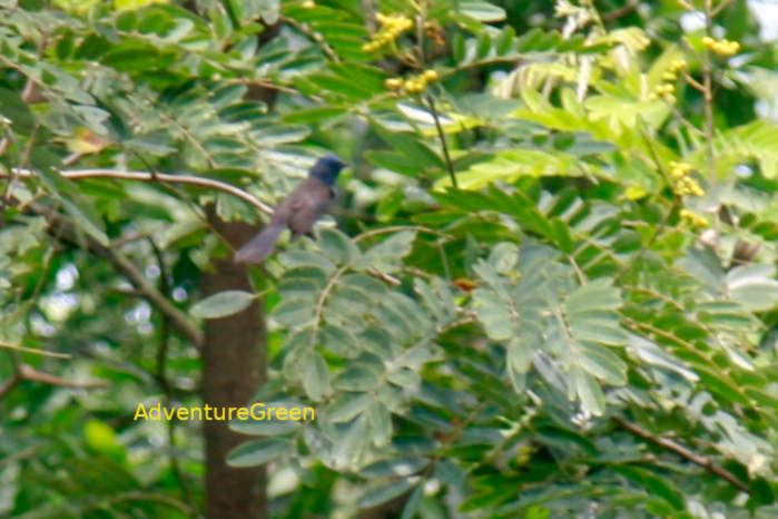 Female Black-naped monarch in Vietnam