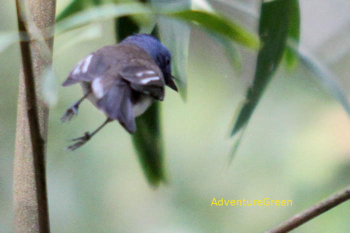 Black-naped monarch in Vietnam