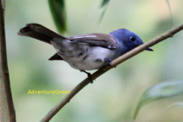 Female Black-naped monarch in Vietnam