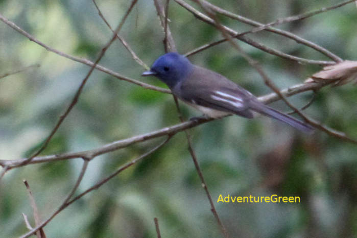 Female Black-naped monarch in Vietnam