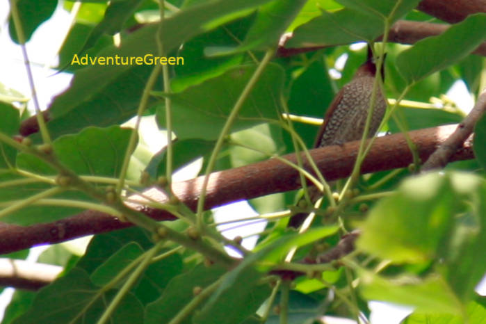 Scaly-breasted Munia in Vietnam