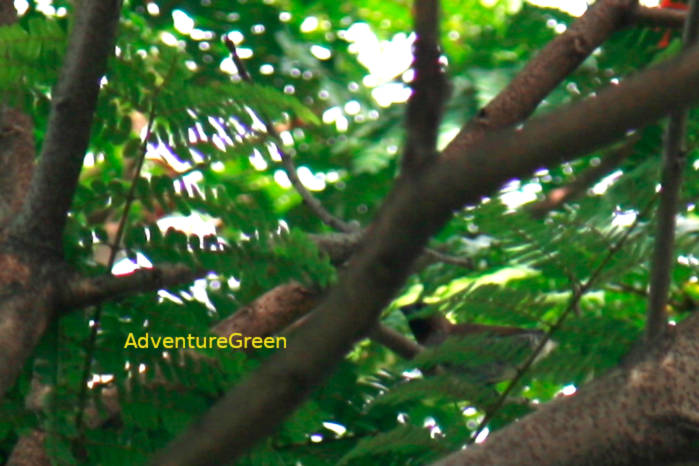 Scaly-breasted Munia in Vietnam