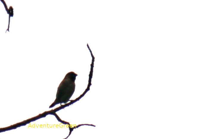 Scaly-breasted Munia in Vietnam