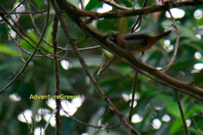 Lonchura