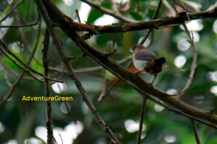 White-bellied Munia in Vietnam