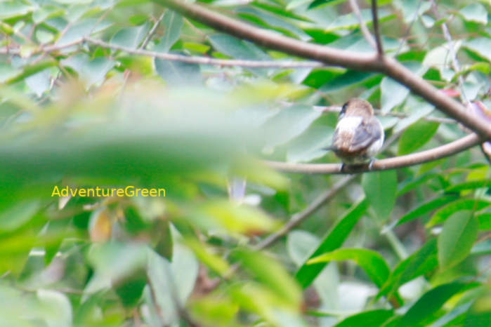 White-rumped munia in Vietnam
