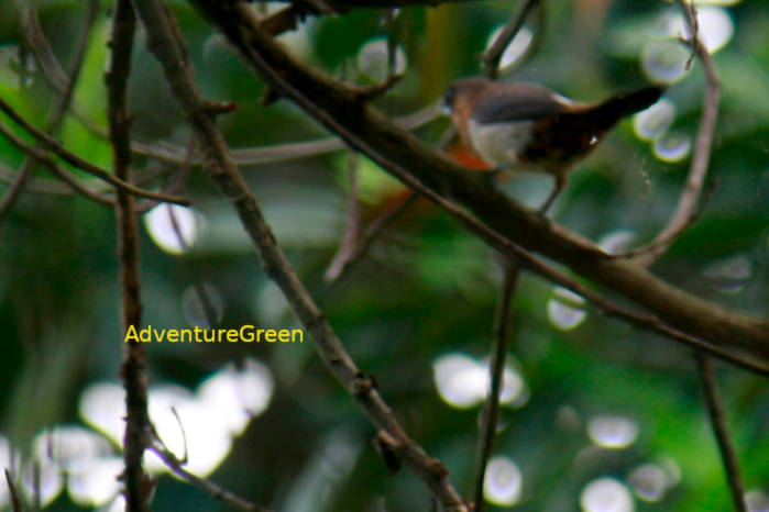 White-rumped Munia