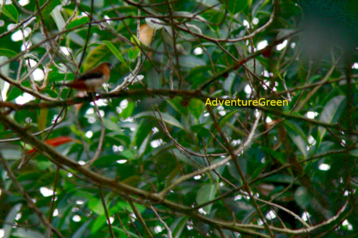White-rumped munia in Vietnam