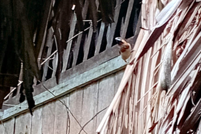 White-Rumped Munia