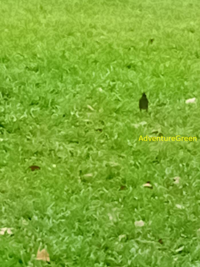 Common Myna