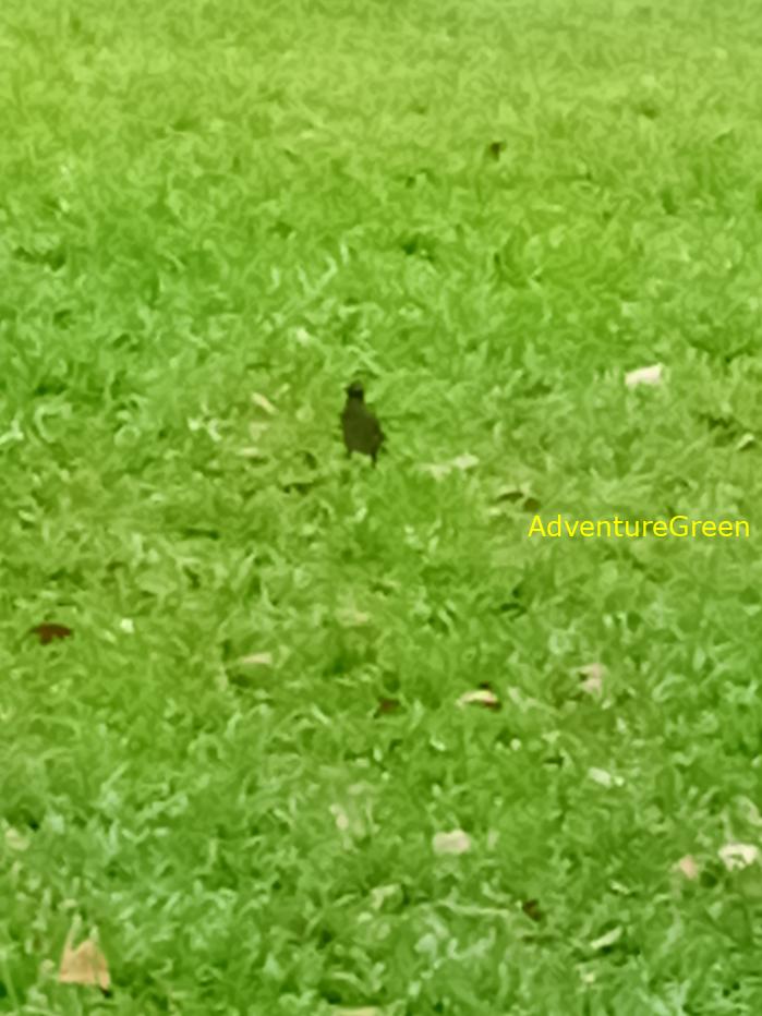 Common Myna