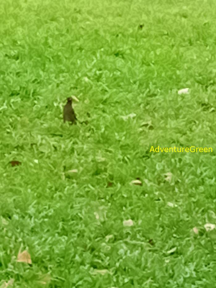 Common Myna