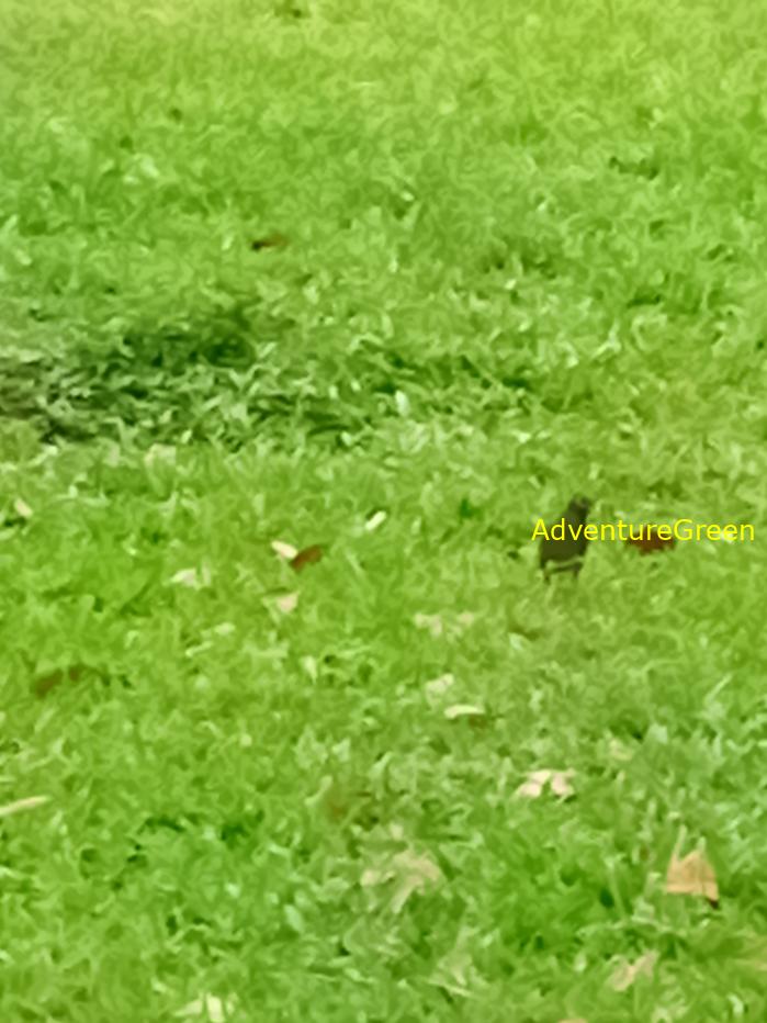 Common Myna