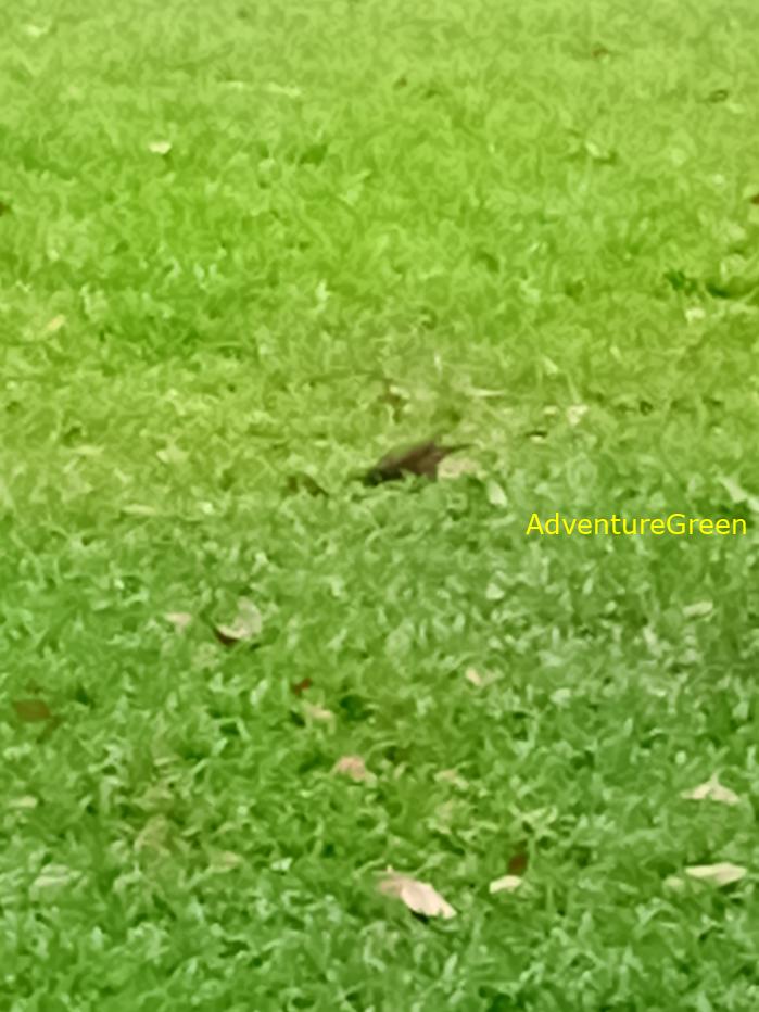 Common Myna