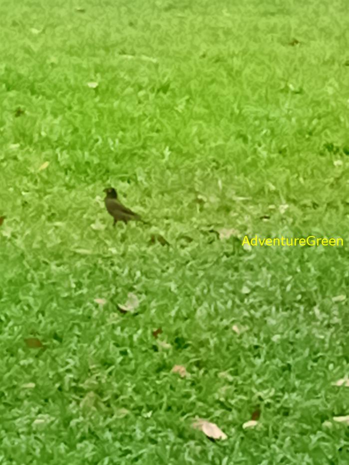 Common Myna