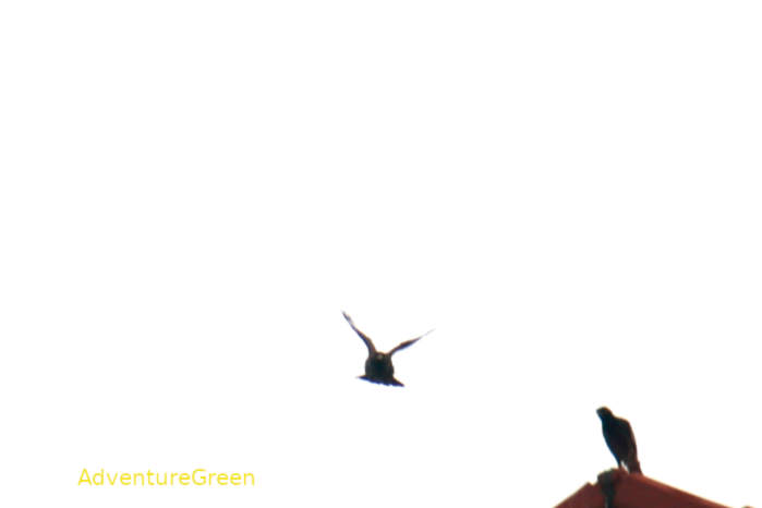 Common myna in Vietnam