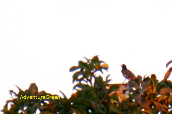 Common Myna in Vietnam