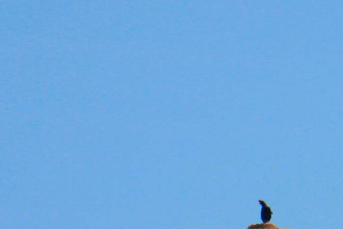 Great Myna in Vietnam