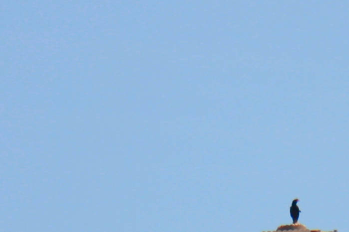 Great myna in Vietnam