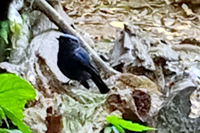 Large niltava in Vietnam