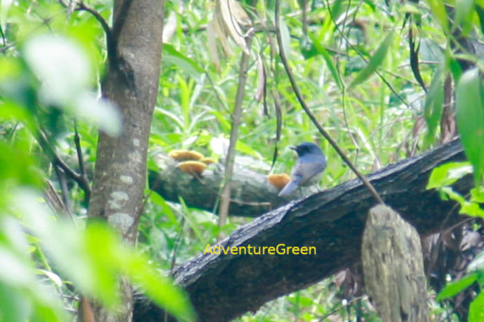 Small Niltava in Vietnam