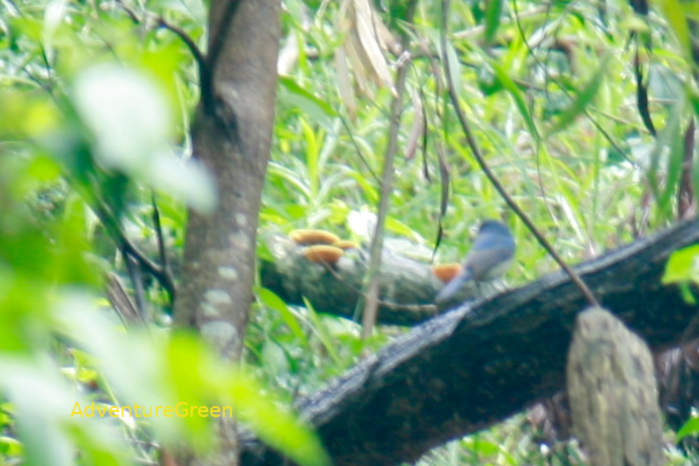 Small Niltava in Vietnam